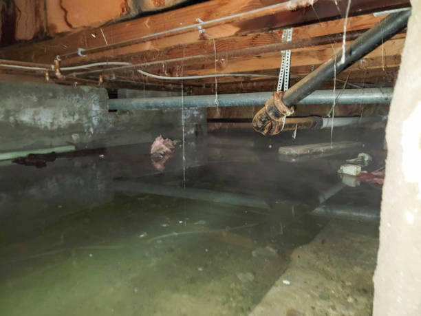 Best Mold removal after water damage  in Santaquin, UT